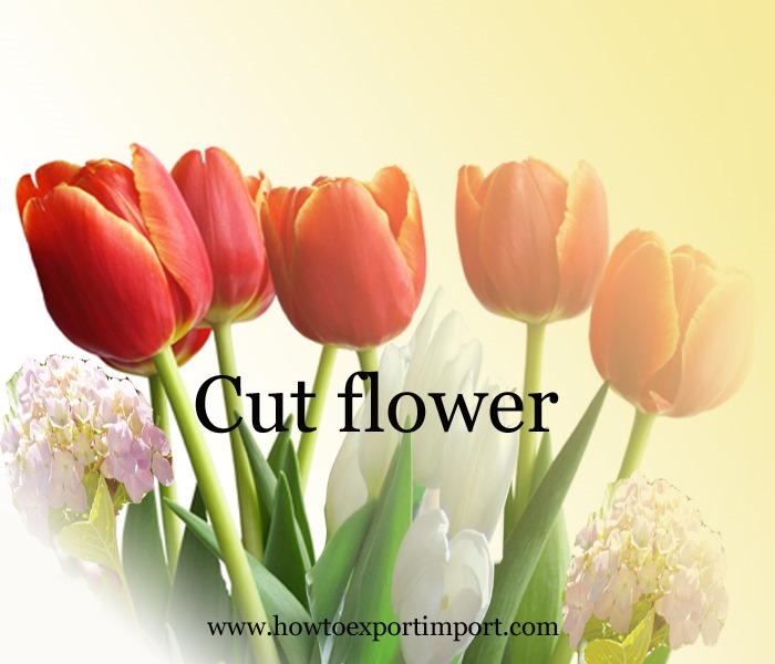 How to export Cut flower, roots, bulb, plants other live trees